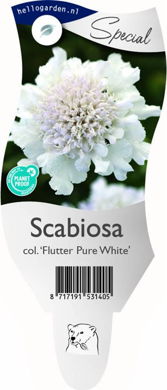 Scabiosa col. 'Flutter Pure White' - P11